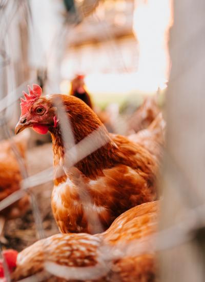 Web Nagerhof - Urlaub am Bauernhof - Werbefotograf Daniela Ebner (19 von 98) Web Nagerhof - Urlaub am Bauernhof - Werbefotograf Daniela Ebner (19 von 98)