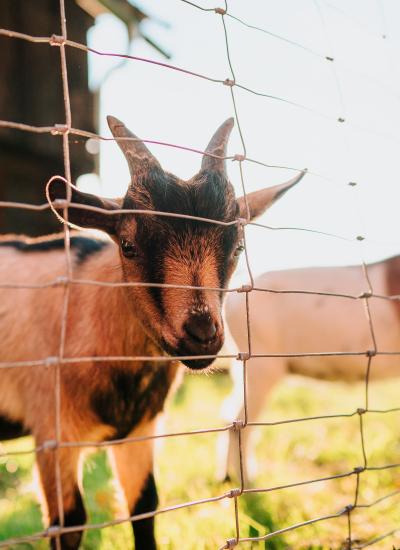 Nagerhof-24 Nagerhof-24